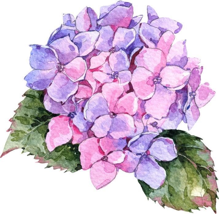 Watercolor botanical hydrangea flowers